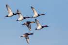 Canvasback flock-courtship flight Botanical Print